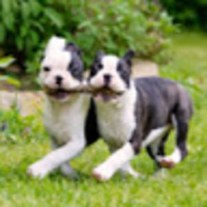 Meet your Posher, Angelavs